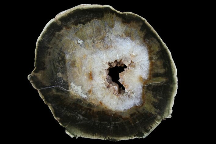 Triassic Petrified Wood (Woodworthia) Round - Zimbabwe #167900